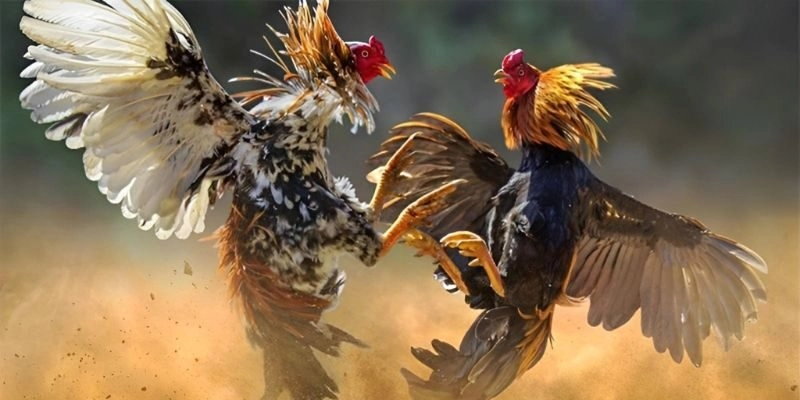 Đá gà thomo cung cấp đa dạng loại hình cược đá gà khác nhau